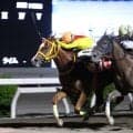 【高知・春野特別】ミスズグランドオーが接戦制す…グッドウッドガイの追撃振り切る