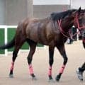 【新潟大賞典・イシゴーの特注馬】外差し優位の馬場が追い風　トーセンリョウに重賞初Ｖチャンス
