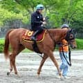 【ヴィクトリアＭ・角田の特注馬】同舞台でエンブロイダリーの２着　マピュースが「ゴンちゃん」と大仕事だ