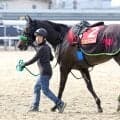 【ヴィクトリアマイル・山下の特注馬】気性が成長したエリカエクスプレスが面白い　武豊騎手の騎乗も魅力