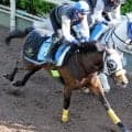 【新潟大賞典】武豊騎手と２年ぶり復帰戦のシュガークン　キタサンブラック弟が坂路で４９秒８を出す「キャラ変」