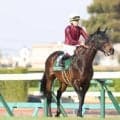 【先週のJRA抹消馬】芝マイルで活躍のセッション、ダ1800mで5勝のロードアヴニールなど