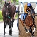 【新潟大賞典】武豊騎手のシュガークンは２年ぶり復帰戦で５８キロ　ルメール騎手のドゥラドーレスも５８キロ　ハンデ発表