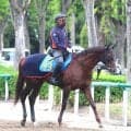 【新潟大賞典】転厩初戦のシンハナーダが２度目の重賞挑戦　巻き返しに向けて陣営「確実に変化してきています」
