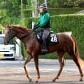 【注目馬動向】アーレムアレスは放牧でひと息入れる　橋口調教師「菊花賞には出走させたいです」