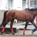 【新潟大賞典】ディープインパクト産駒の１７年連続ＪＲＡ重賞勝利へ　トーセンリョウが勝てば父の重賞３００勝に王手