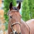 【ヴィクトリアＭ・超ブル診断データ編】上位人気馬が苦戦のＧ１だからこそ狙ってみたい穴馬は？　阪神牝馬Ｓ組の７歳馬に食指