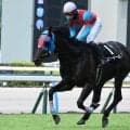 【京都HJ予想オッズ】ネビーイームが予想1番人気