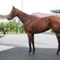 二冠牝馬は上のステージへ 馬体派記者がヴィクトリアM出走のエンブロイダリーを高評価