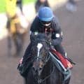 【ヴィクトリアＭ】Ｇ１初制覇へクイーンズウォークはパワフルな動き　西村淳也騎手「一週一週、状態も上がっています」