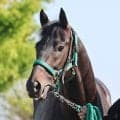【日本ダービー・２週前】２冠狙う皐月賞馬ロブチェンは坂路で５５秒０　松山弘平騎手「来週ＣＷコースでどんな感じになるか」