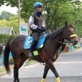 【新潟大賞典】武豊騎手で復帰のシュガークンはソフト仕上げ　清水久調教師「あとは（休養期間）２年というところですね」