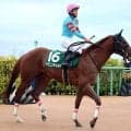 【注目馬動向】交流重賞３勝ヤマニンチェルキはさきたま杯でＪｐｎ１初挑戦Ｖ狙う　アンジュプロミスは葵Ｓへ