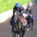 【ヴィクトリアＭ】新コンビ西村淳也騎手とクイーンズウォークは息ピッタリ！　３週連続騎乗し「１週、１週状態も上がっています」