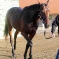 １７年の日本ダービー馬レイデオロの母ラドラーダが今年１月に死んでいた　先週のエプソムＣで孫のトロヴァトーレがＶ