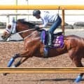 【注目馬動向】メイショウタバルが帰厩後初時計　武豊騎手と宝塚記念の連覇目指す