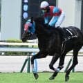 【京都HJ出走馬・騎手確定】ネビーイーム＆小牧加矢太騎手、シホノスペランツァ＆高田潤騎手など6頭