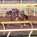 【オークス・１週前】フラワーＣ勝者スマートプリエールが鋭伸　原優介騎手「ベリーグッドです」