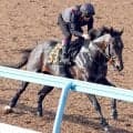 【日本ダービー・２週前】皐月賞５着から逆襲へフォルテアンジェロが切れのある動き　上原佑調教師「あの内容ならダービーでも」