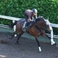 【日本ダービー・２週前】舞台替わりで一発狙うマテンロウゲイルは坂路で軽快　野中調教師「無理することなく順調」