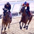 【ヴィクトリアＭ・トク捜リレー】ニシノティアモ陣営が待ちわびた舞台　津村明秀騎手がダブらせる１４番人気激走Ｖの２年前の記憶