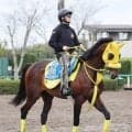 【注目馬動向】かしわ記念を制したウィルソンテソーロはさきたま杯への出走を視野　デビュー以来最短距離に挑戦