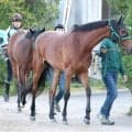【ヴィクトリアＭ】上村調教師が納得の笑み　ココナッツブラウンは厩舎周りの運動で調整「雰囲気は変わらずきている」