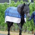 【日本ダービー・２週前】皐月賞１２着から巻き返し狙うゾロアストロが２頭併せ　宮田調教師「息遣いがまだ本物では」