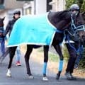 【岩田康誠の熱血！！競馬道】歩様の良さに好感触つかんだ新潟大賞典のアンゴラブラック　「今は状態がいい」