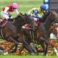 【新潟大賞典枠順確定】シュガークンは8枠15番、ドゥラドーレスは4枠6番