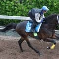 【新潟大賞典・枠順確定】キタサンブラックの半弟シュガークンは武豊騎手と大外枠に　ルメール騎手のドゥラドーレスは４枠６番に決定