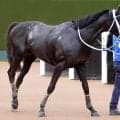 【京都ハイジャンプ】わずか６頭立て　同レース５勝目を目指す高田潤騎手のシホノスペランツァは５枠５番　枠順決定