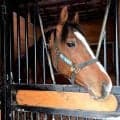 【川崎競馬新馬戦】２Ｒで初陣を迎えるデレチョ　父の産駒は１４日現在２戦全勝　３Ｒには２歳一番時計のブラフキャッチがデビュー