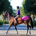 【ヴィクトリアＭ・金曜気配】ジョスランの状態は鹿戸調教師「坂路で元気いっぱい」　７枠１４番にも「極端な枠じゃないからね」と前向き