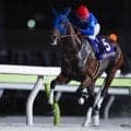 【平安S想定馬・騎手】ナルカミ、ロードクロンヌなど19頭