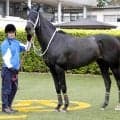 【京都ハイジャンプ】２番人気のシホノスペランツァが重賞初制覇　高田潤騎手は連覇で当レース歴代最多タイの５勝目