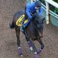 土曜新潟競馬場の注目激走馬…新潟１１Ｒ新潟大賞典・Ｇ３