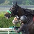 【ヴィクトリアＭ・土曜気配】東京競馬場に無事到着した２５年秋華賞２着エリカエクスプレス　陣営も「落ち着いています」と納得