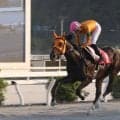 【高知・山桃特別】カツテナイオイシサが5馬身差圧勝