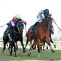 【新潟大賞典】グランディアＶ導いた西村淳也騎手、ヴィクトリアＭでも「中内田厩舎の馬とウィナーズサークルに」