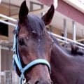 【Ｇ１・１週前まとめ】フローラＳ勝ちのラフターラインズ、３頭併せで鋭い伸び脚を披露　小笠調教師「メンタル面が落ち着いている」　オークス