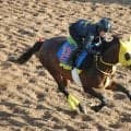 【平安Ｓ・坂本の特注馬】７歳馬ヴァルツァーシャルは古豪健在　状態は高いレベルで安定し馬券的な妙味も