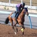 【平安Ｓ】砂のダービー馬が徹底先行策で完全復活だ！　ナルカミに田中博調教師「今回はハナにこだわる」