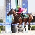 【大井・新馬戦】西啓太騎手「上積みしかない」新種牡馬ステルヴィオ産駒のグレーヌドスタールが４馬身差快勝