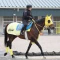 【平安Ｓ】マーチＳ４着のヴァルツァーシャルが２つ目の重賞Ｖへ　高木調教師「リズム良く行ってもらえれば」