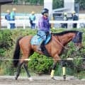 【平安Ｓ】ダイオライト記念５着のナルカミが初のＪＲＡ重賞制覇だ　巻き返しへ田中博康調教師の考える作戦とは