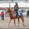 【注目馬動向】ネオムターフＣ７着のアロヒアリイは巴賞が本線　昨夏に仏Ｇ２勝利も３勝クラスからの格上挑戦