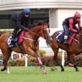 【チャンピオンズ＆チャーターＣ】世界最高賞金５４億円超　ロマンチックウォリアーが最終追い切りで衝撃Ｖへの準備完了