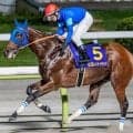 【平安S】サンダースノー産駒がJRA重賞初制覇なるか ナルカミが参戦