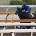 ロブチェン、日本ダービー1週前追い切り速報/栗東トレセンニュース